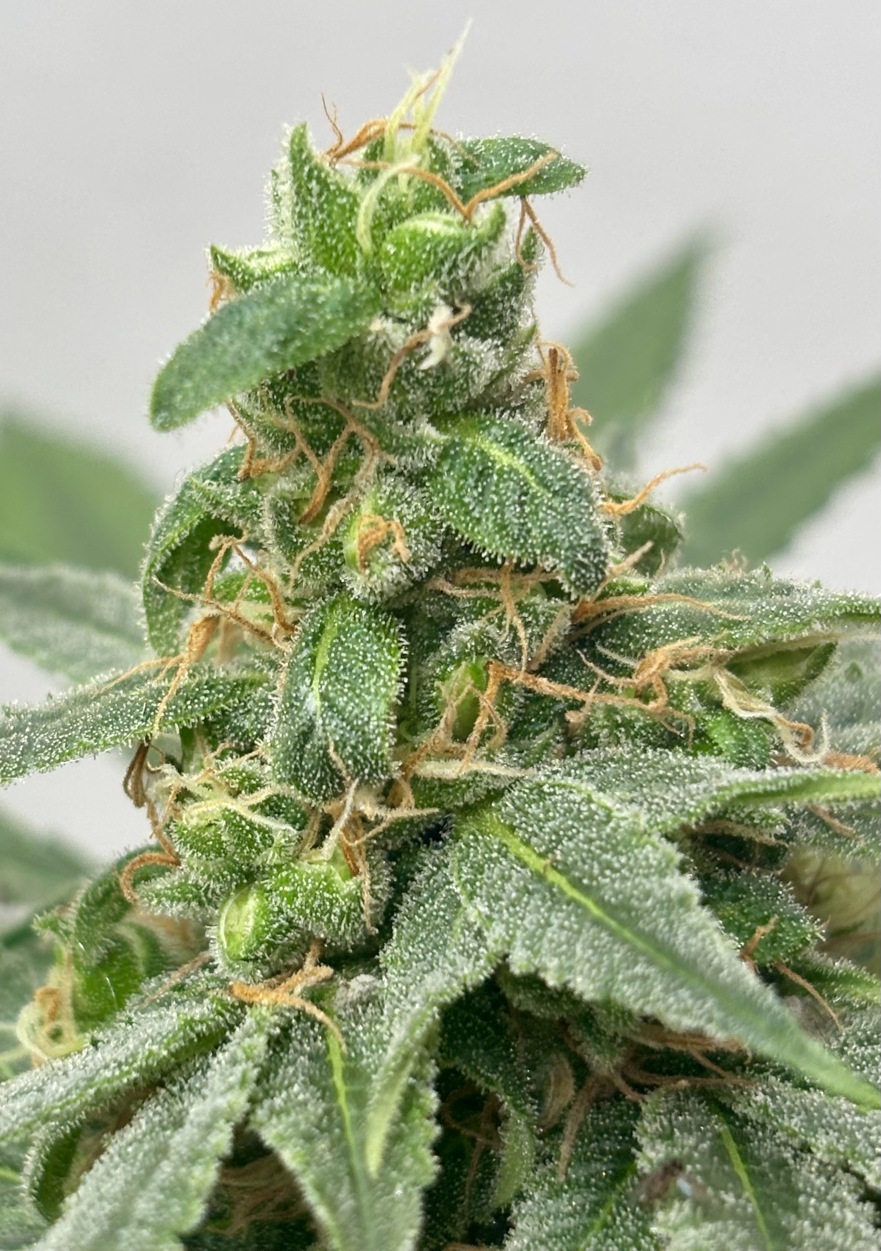 Warpey Kong pollinated mother in flower